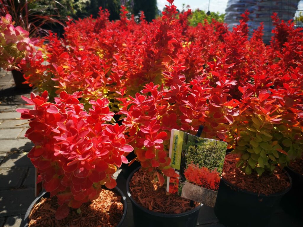 Sklep roslinyabramczuk.pl