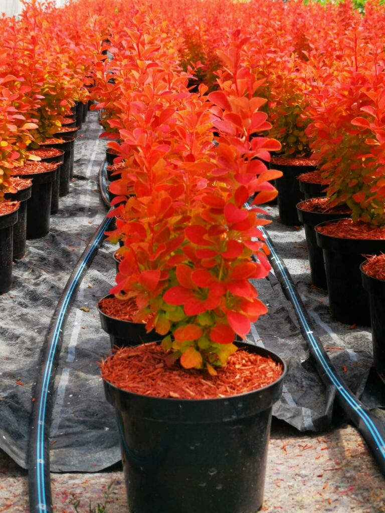 Sklep roslinyabramczuk.pl