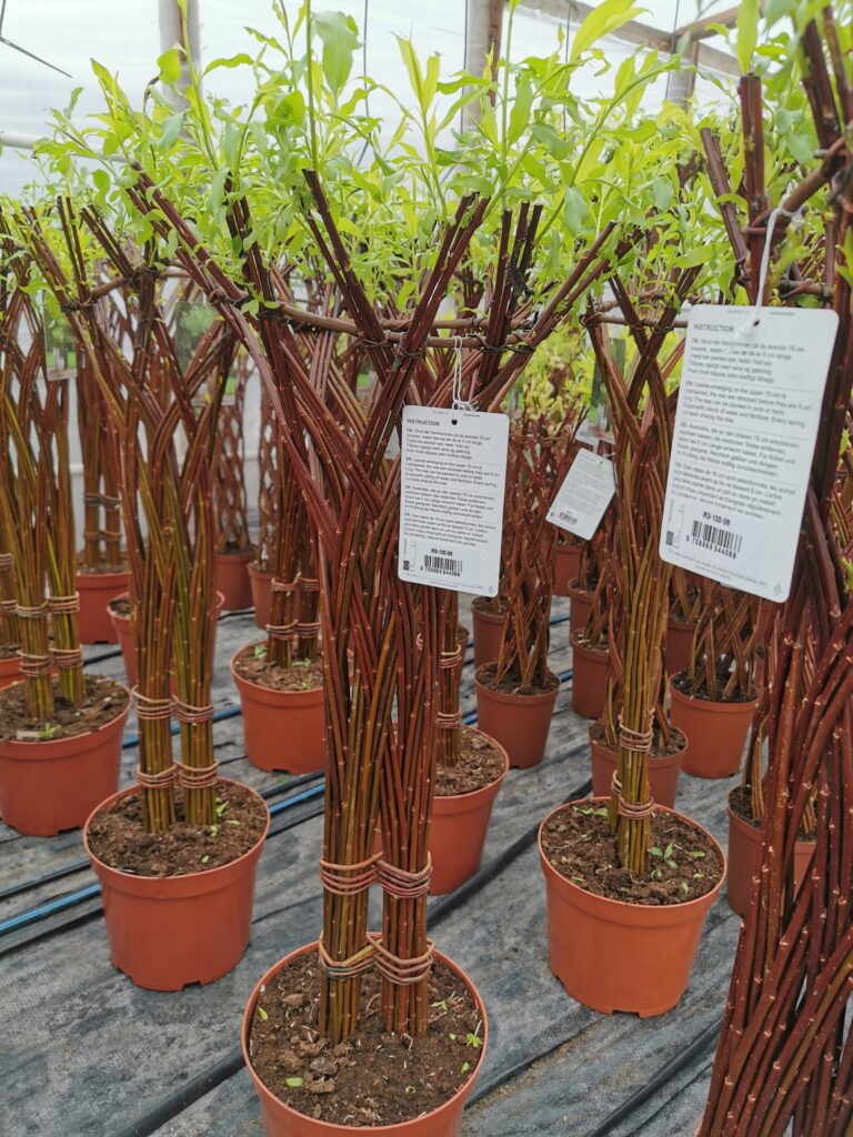 Sklep roslinyabramczuk.pl