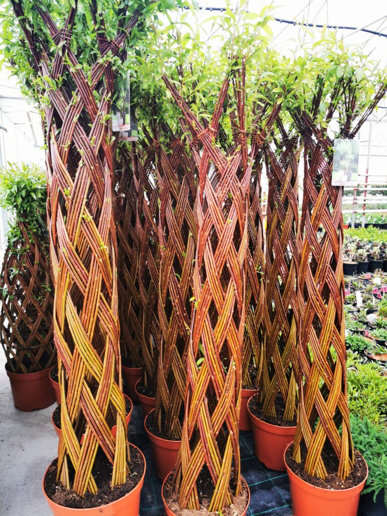 Sklep roslinyabramczuk.pl