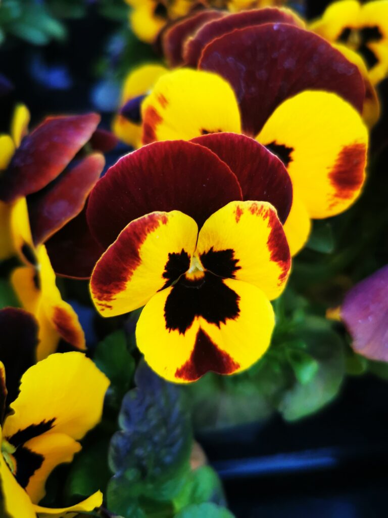 Sklep roslinyabramczuk.pl