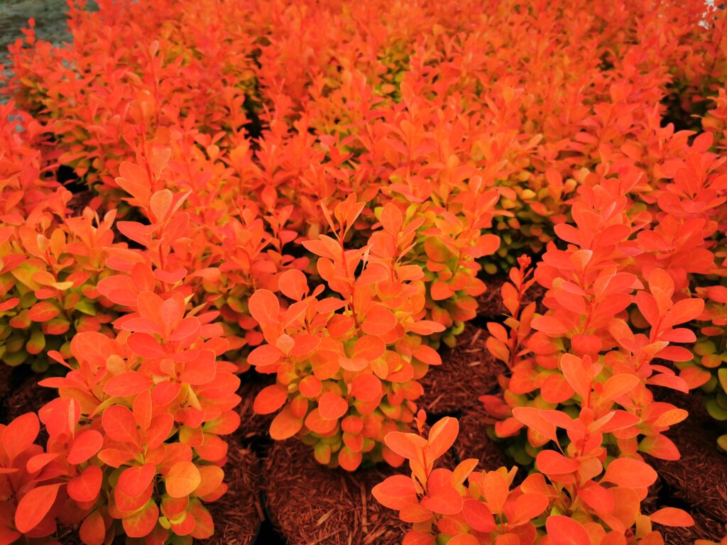 Sklep roslinyabramczuk.pl