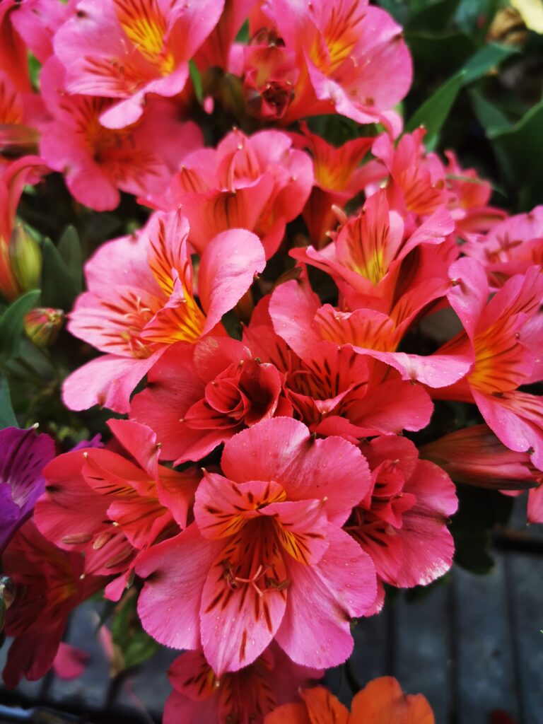 Sklep roslinyabramczuk.pl