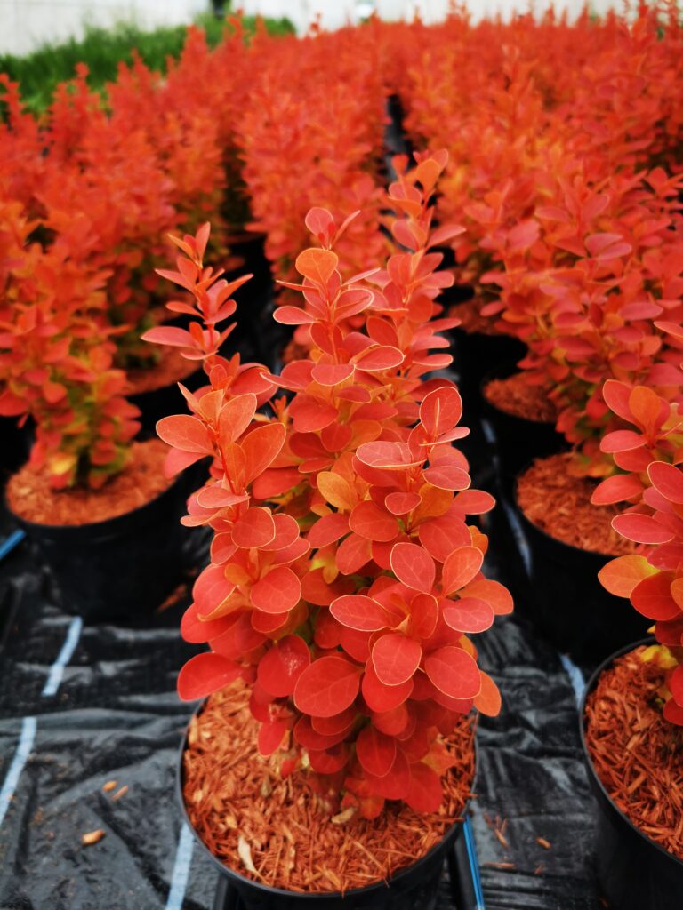 Sklep roslinyabramczuk.pl