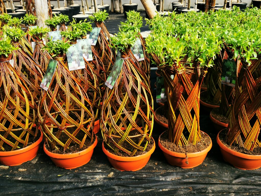 Sklep roslinyabramczuk.pl