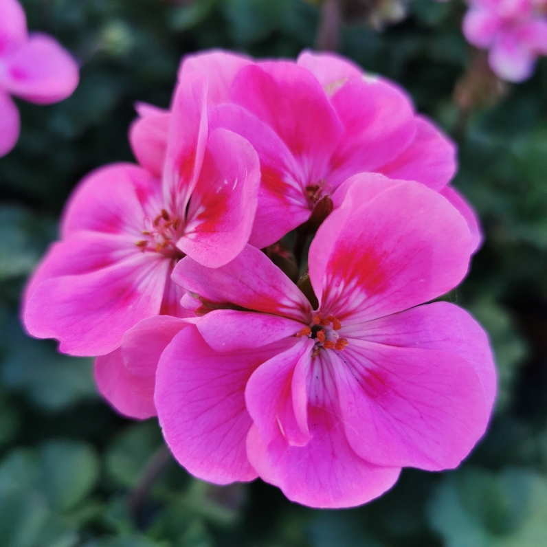 Sklep roslinyabramczuk.pl