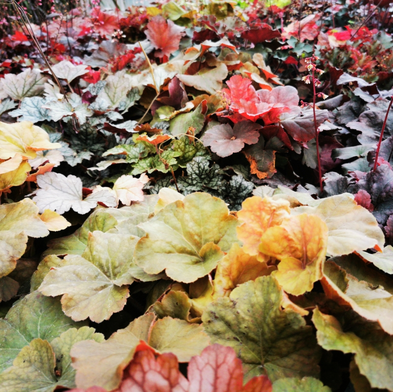 Sklep roslinyabramczuk.pl