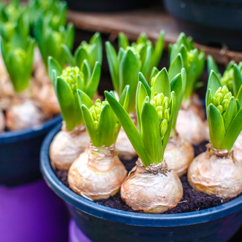 Sklep roslinyabramczuk.pl