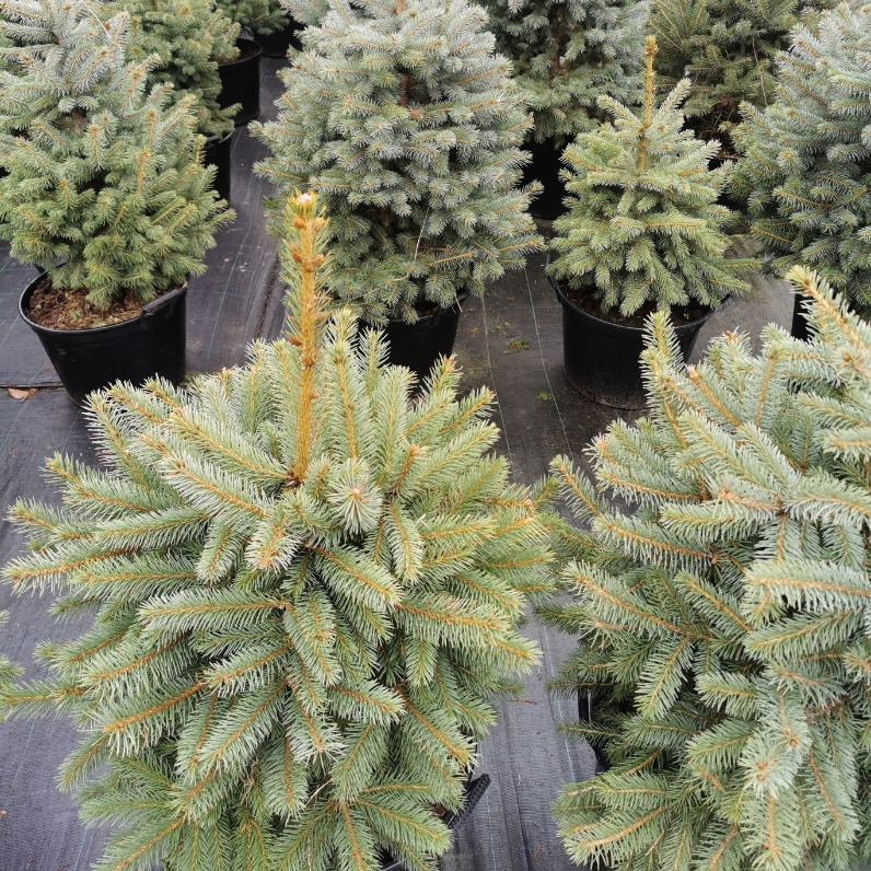 Sklep roslinyabramczuk.pl