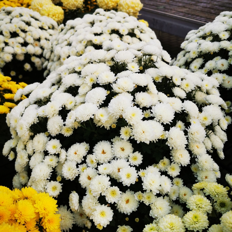 Sklep roslinyabramczuk.pl