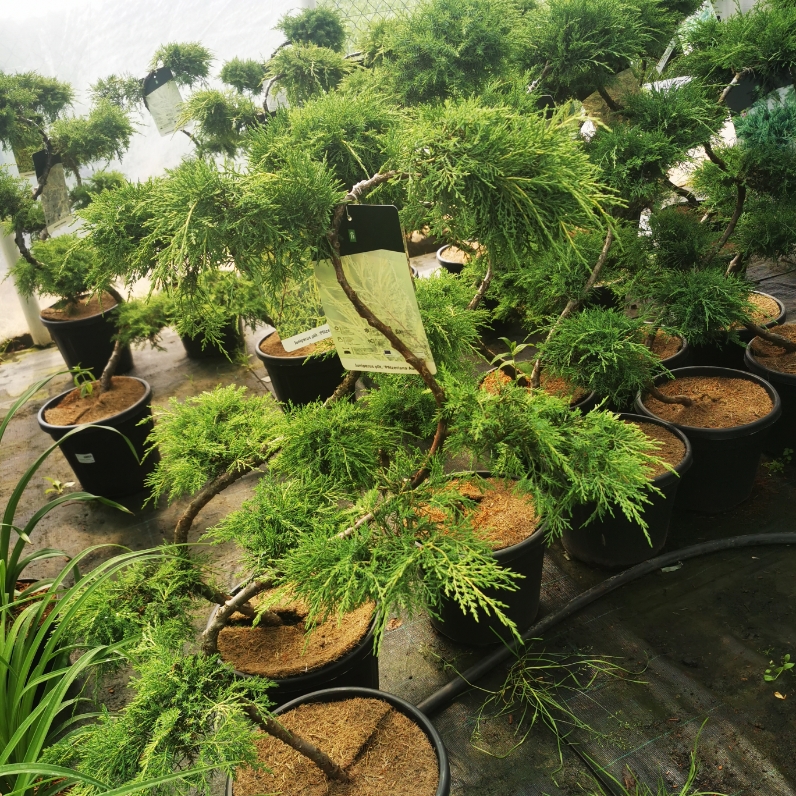 Sklep roslinyabramczuk.pl