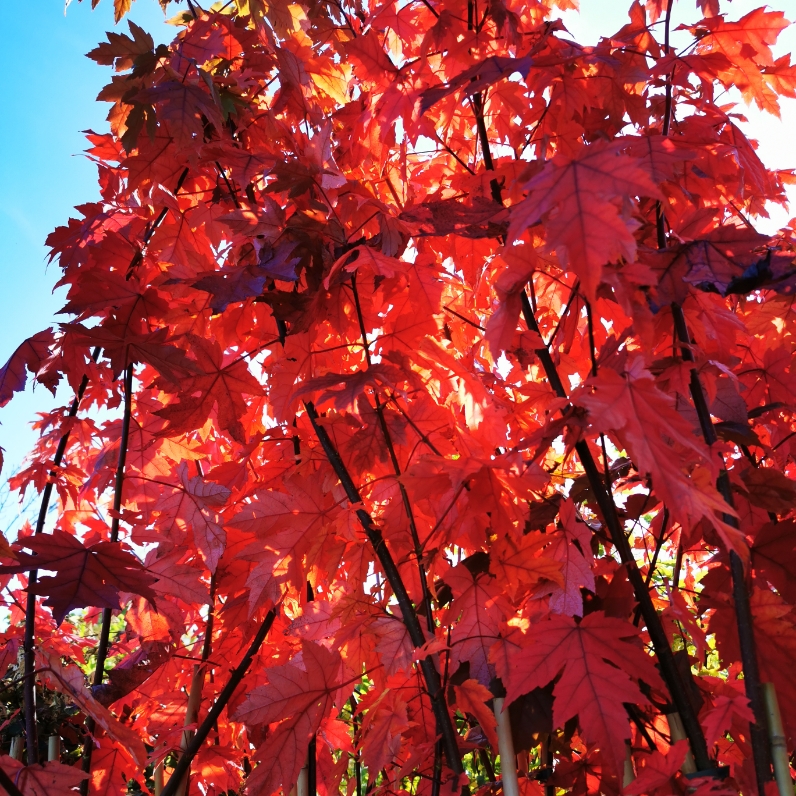 Sklep roslinyabramczuk.pl