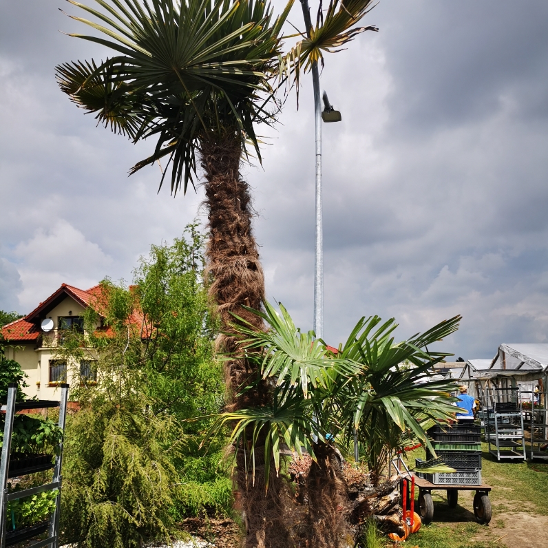 Sklep roslinyabramczuk.pl