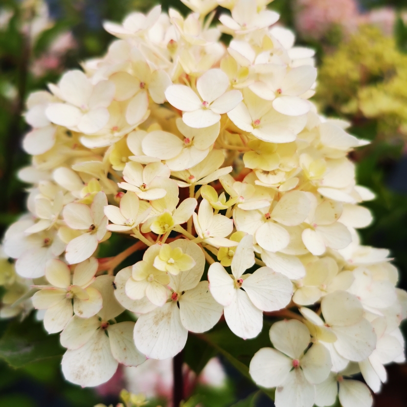 Sklep roslinyabramczuk.pl