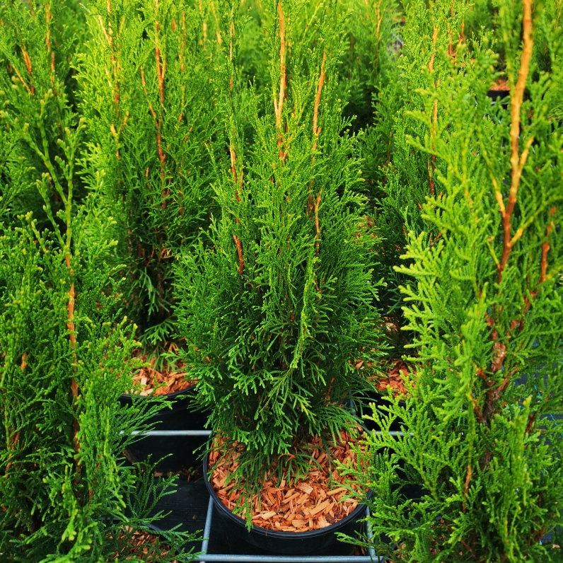 Sklep roslinyabramczuk.pl