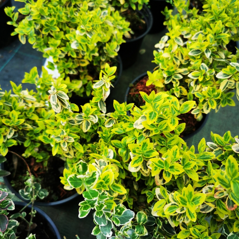 Sklep roslinyabramczuk.pl