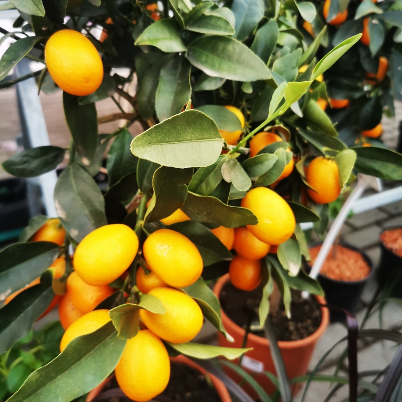 Sklep roslinyabramczuk.pl