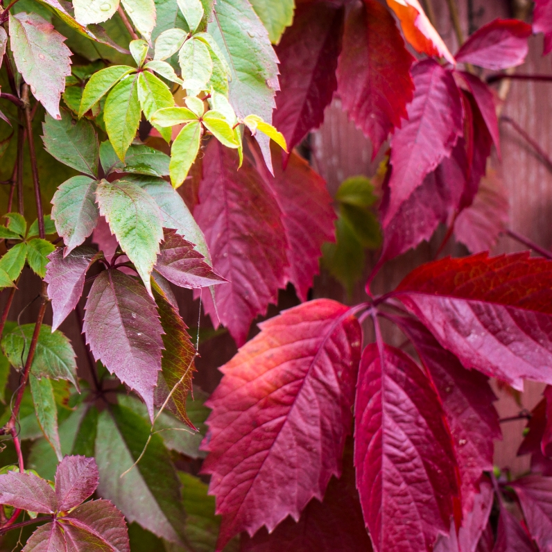 Sklep roslinyabramczuk.pl