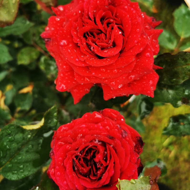 Sklep roslinyabramczuk.pl