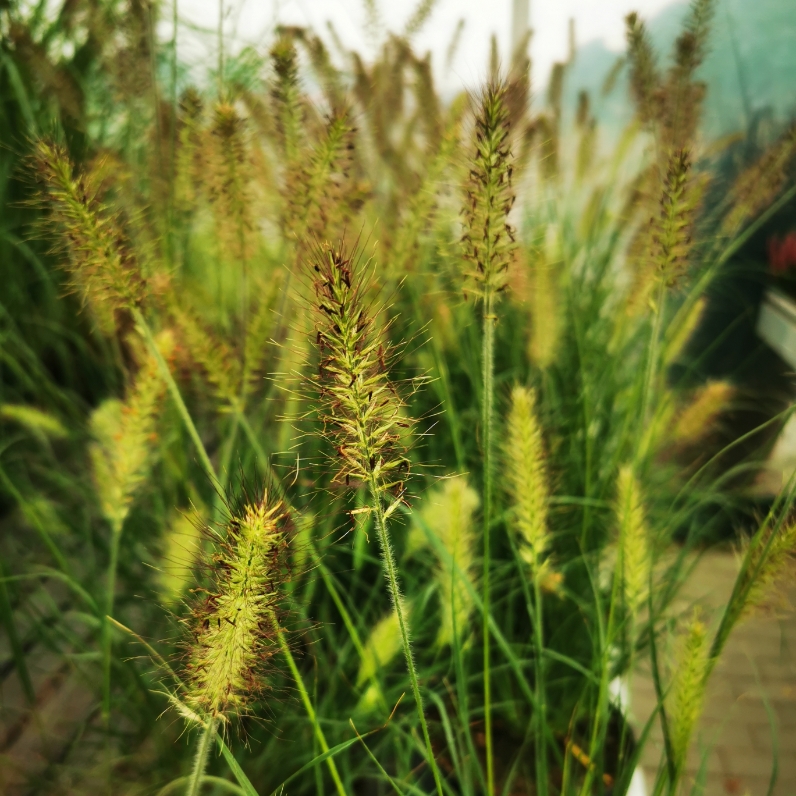 Sklep roslinyabramczuk.pl