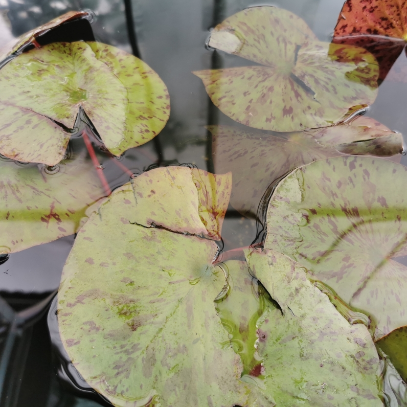 Sklep roslinyabramczuk.pl