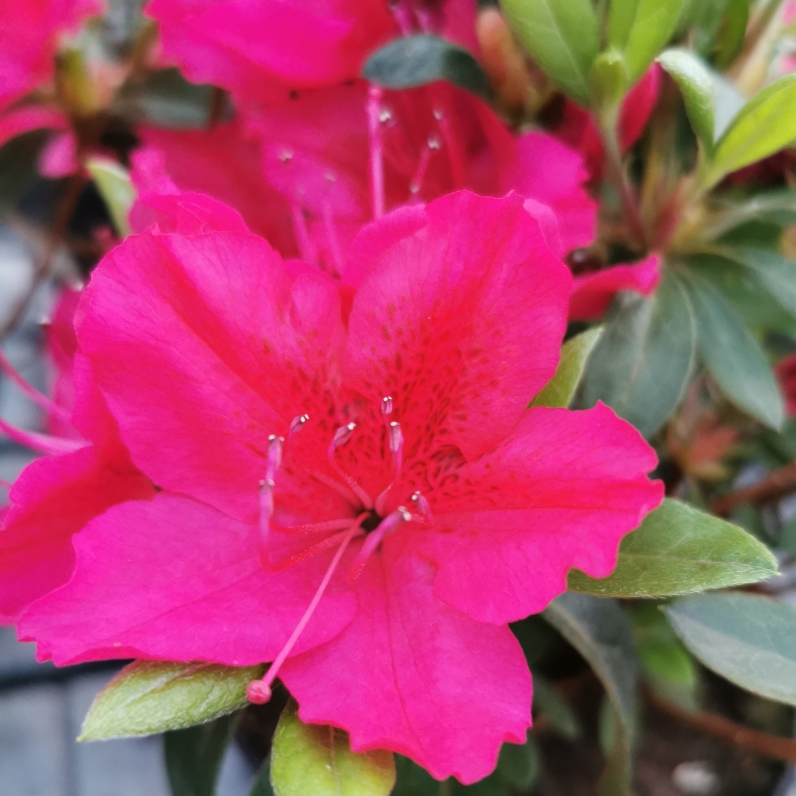 Sklep roslinyabramczuk.pl