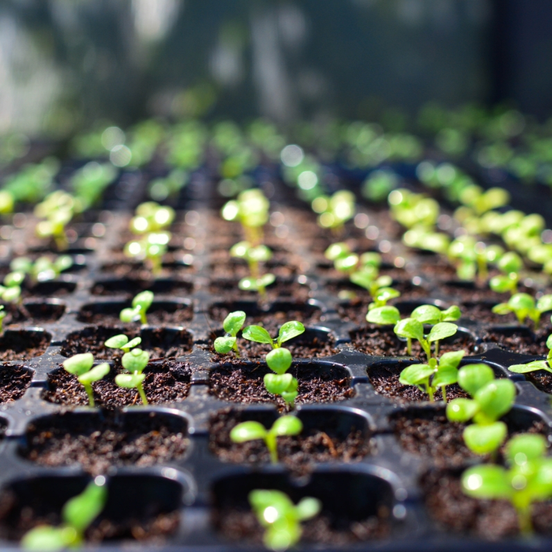 Sklep roslinyabramczuk.pl