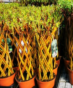 Salix 50 cm Żółta