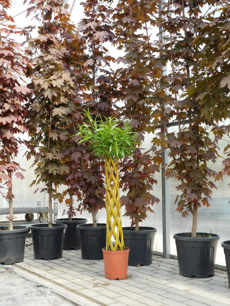 Sklep roslinyabramczuk.pl