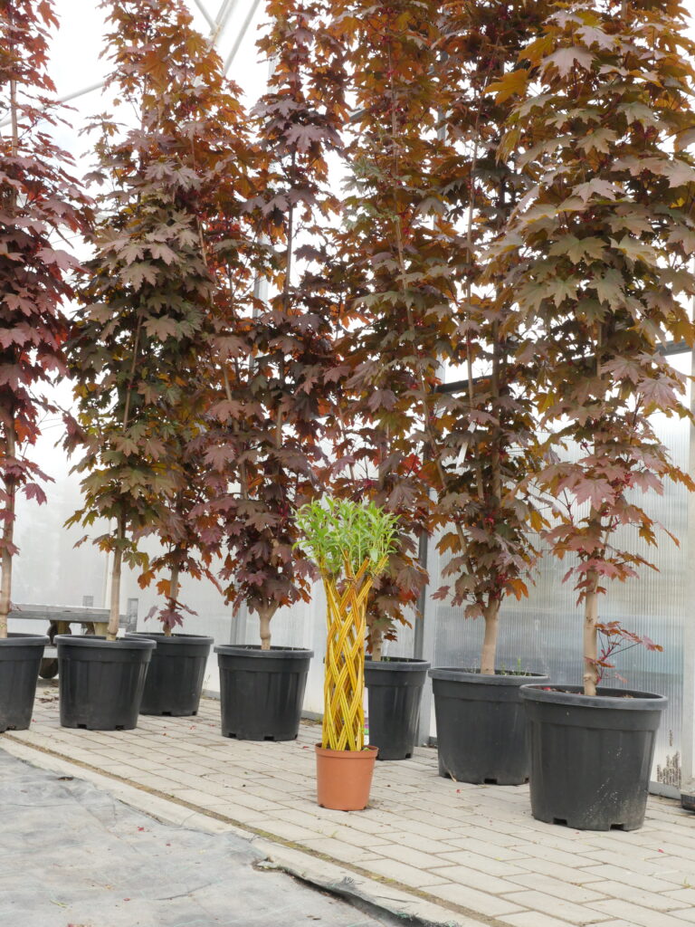 Sklep roslinyabramczuk.pl