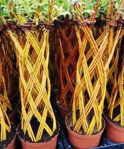 Wierzba zaplatana kolumnowa, 50 cm, żółta