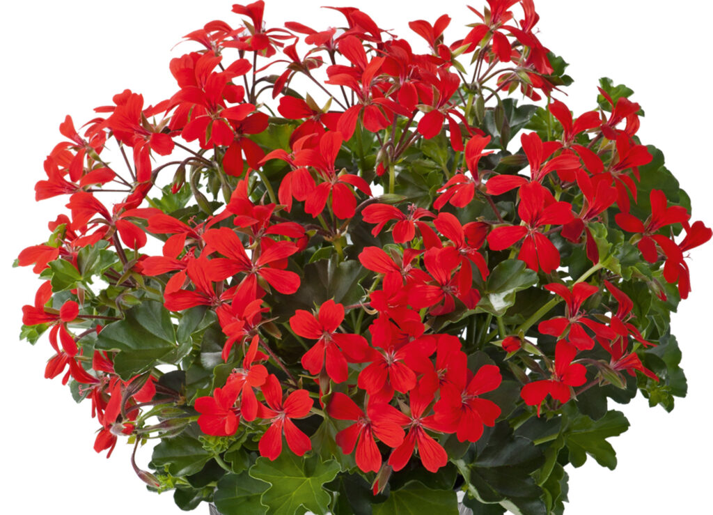 Sklep roslinyabramczuk.pl