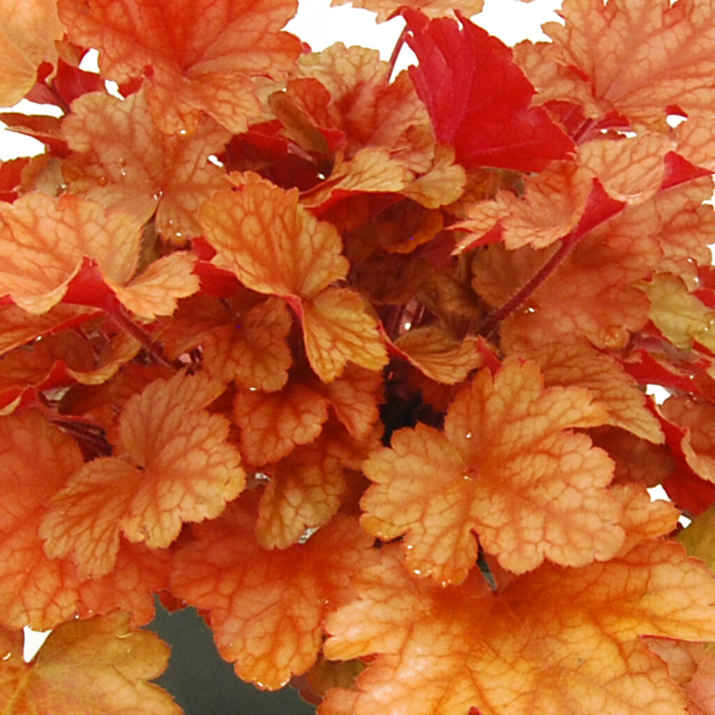 Sklep roslinyabramczuk.pl