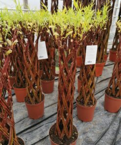 Alternative view of Atrakcyjna wierzba pleciona (kolumnowa, 80 cm, brązowa)