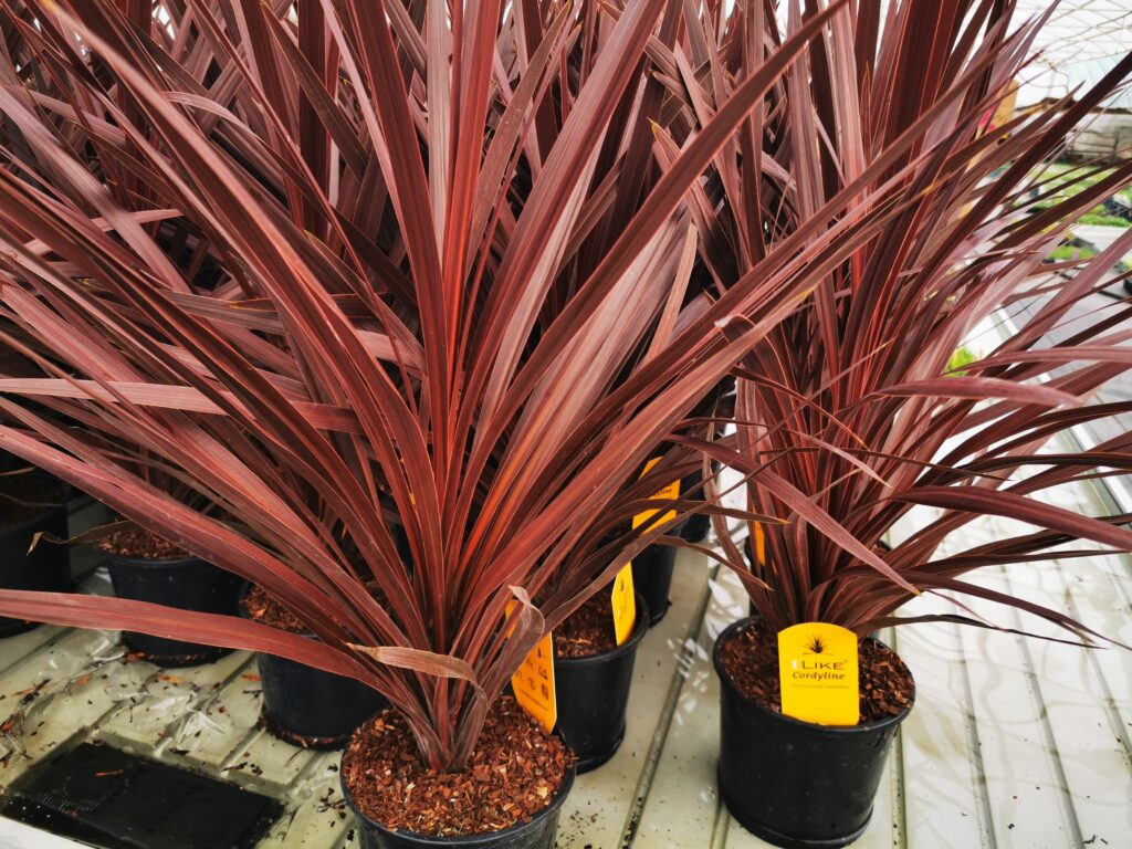 Sklep roslinyabramczuk.pl