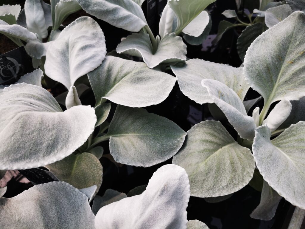 Sklep roslinyabramczuk.pl