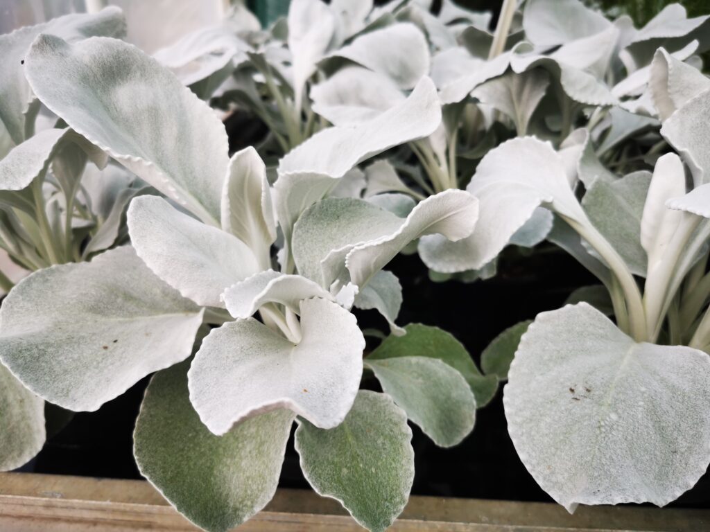 Sklep roslinyabramczuk.pl