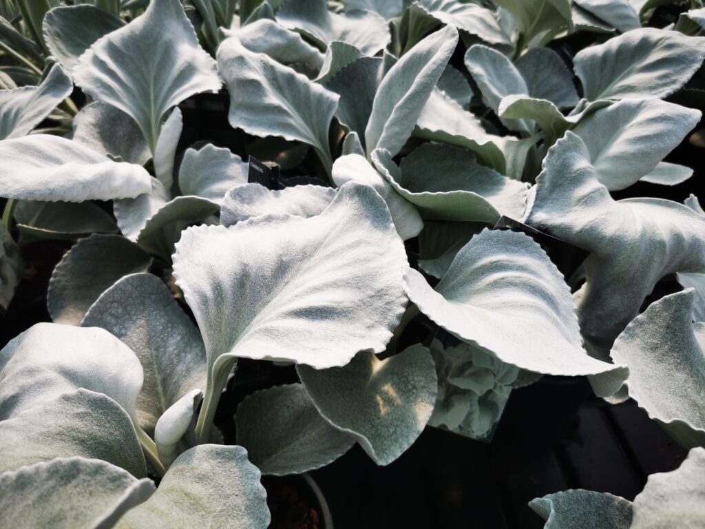 Sklep roslinyabramczuk.pl