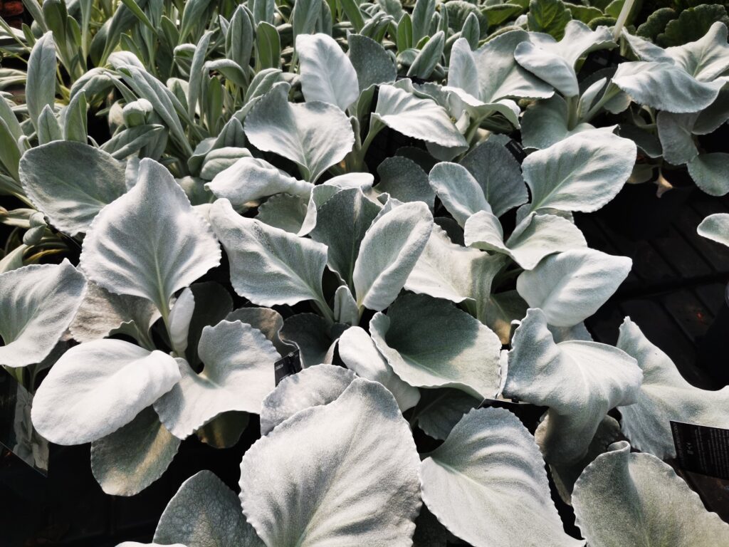 Sklep roslinyabramczuk.pl