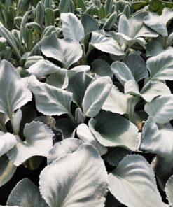 Senecio candicans - Starzec srebrnolistny Angel Wings