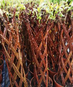 Dekoracyjna wierzba pleciona kolumnowa, 50 cm, brązowa