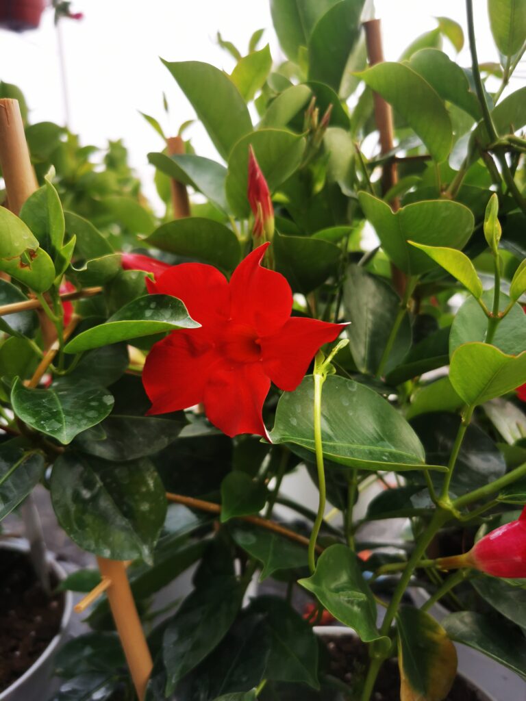 Sklep roslinyabramczuk.pl