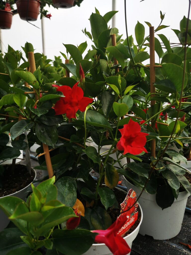 Sklep roslinyabramczuk.pl