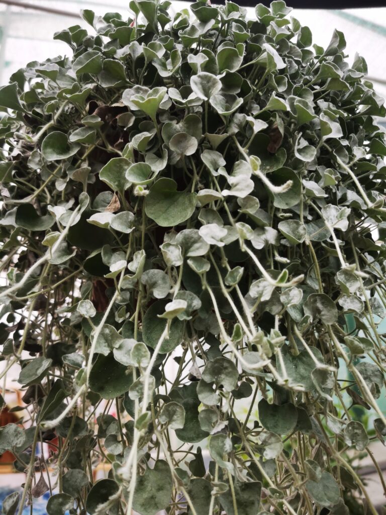 Sklep roslinyabramczuk.pl