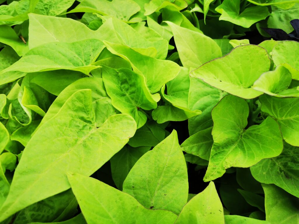 Sklep roslinyabramczuk.pl