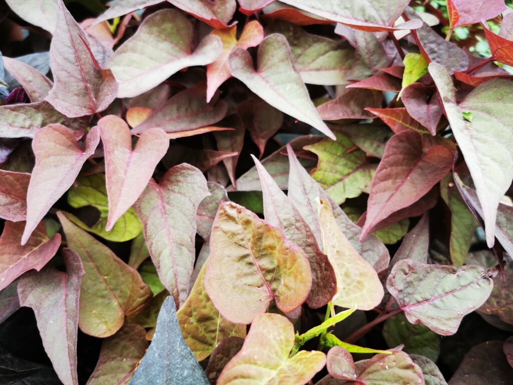 Sklep roslinyabramczuk.pl