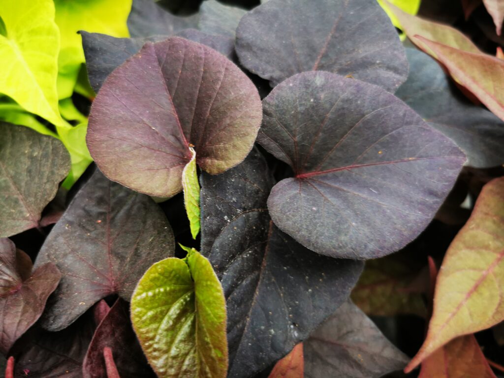 Sklep roslinyabramczuk.pl