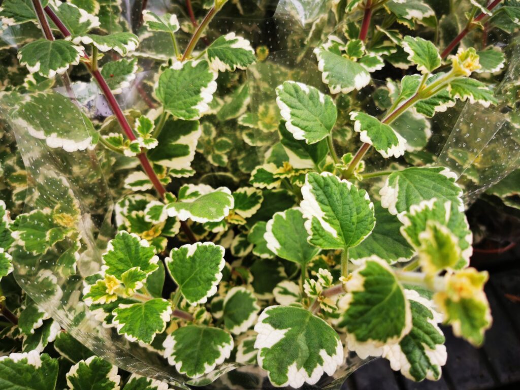 Sklep roslinyabramczuk.pl