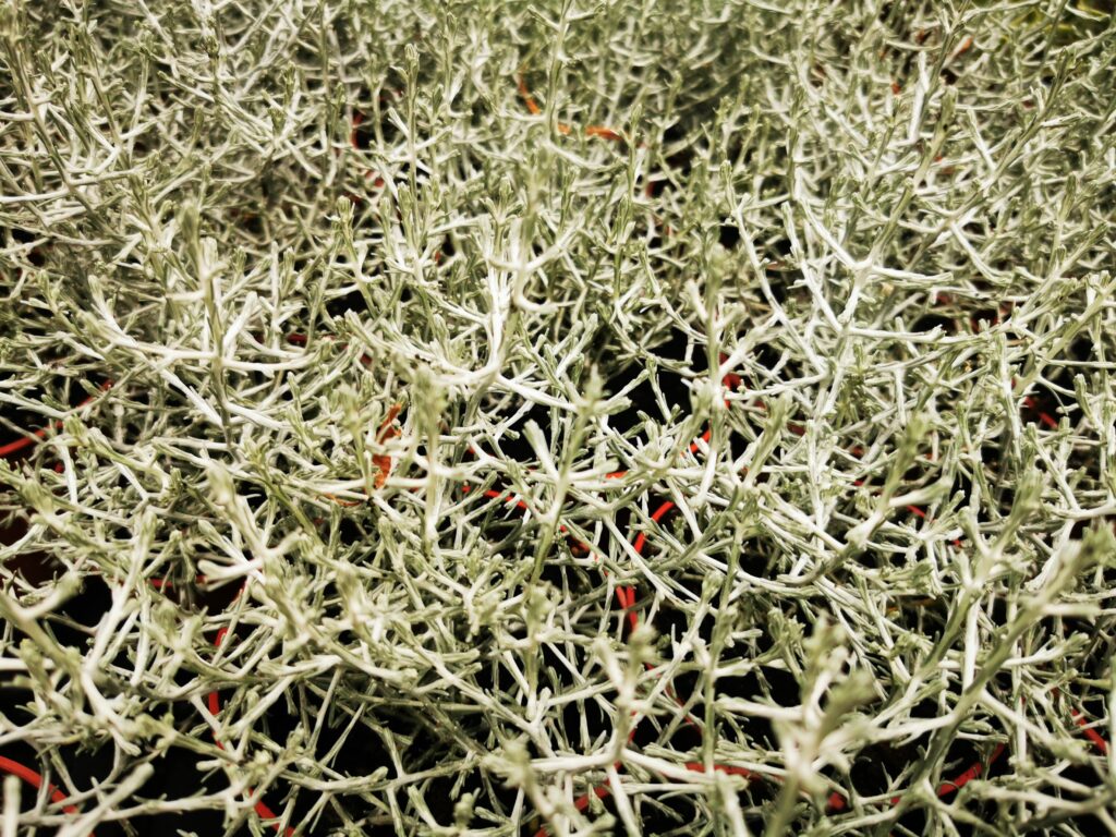 Sklep roslinyabramczuk.pl