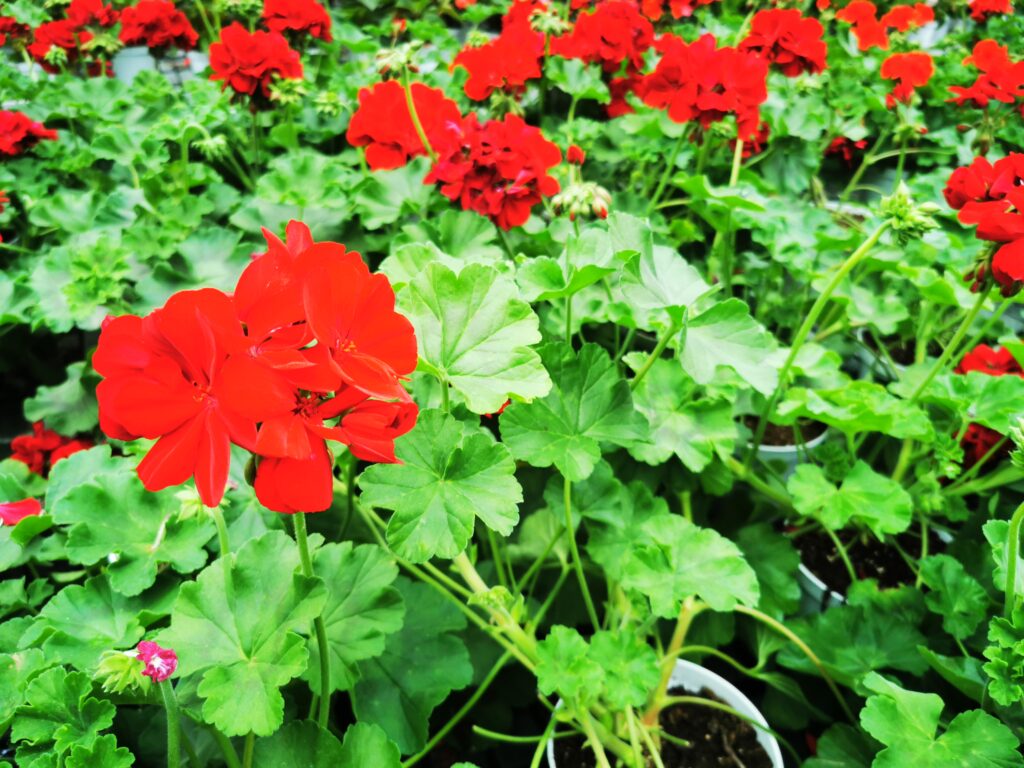 Sklep roslinyabramczuk.pl